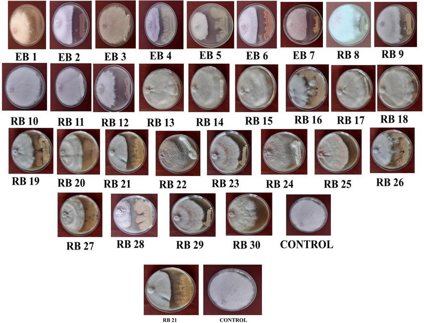 In vitro screening of bacterial antagonists.