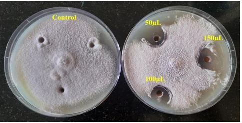 Antifungal activity by agar plate.