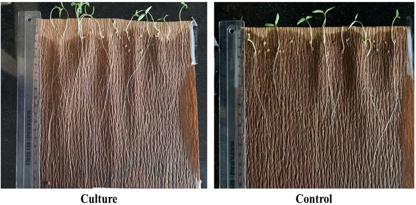 Seed treatment of with Bacillus licheniformis has recorded the vigor index.