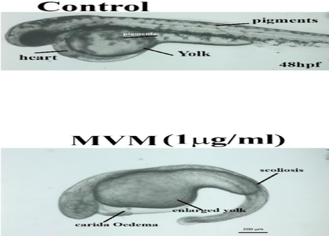 Developmental defects induced by MVM extracts in zebrafish embryos.