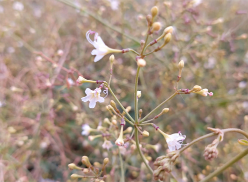 Flowers of Commicarpus plumbagineus Standl. (Nyctaginaceae) collected from Taif, Saudi Arabia.