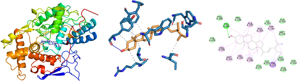  The docked pose and 3D structure of the docked complex of stigmasterol in the substrate binding sites of 4NOS (10.90 kcal/mol).