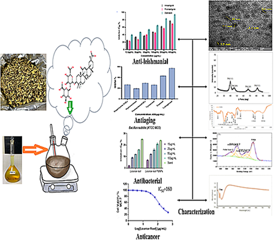 Schematic diagram of green synthesized PdNPs containing Glycyrrhiza extract: characterization and essential biological applications. (For interpretation of the references to color in this figure legend, the reader is referred to the web version of this article.)