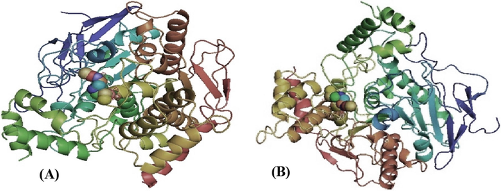 Three-dimensional schematic of isothiocyanato-4 methylsulfinylbutane ligand binding to the (A) 1MAH receptor or (B) 1KU6 receptor.