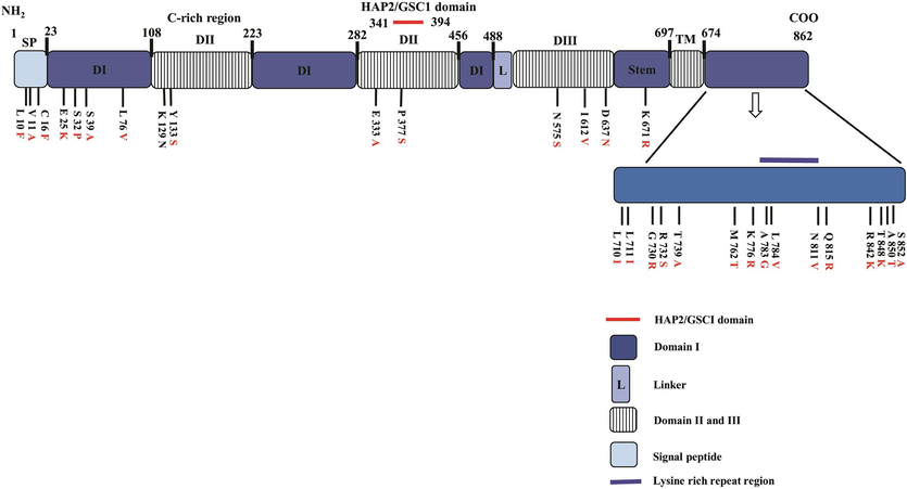 Domain organisation of PvHAP2 and amino acid polymorphism observed within 118 worldwide PvHAP2 sequences obtained from 16 countries. SP; Signal peptide, DI, DII, DIII, the domain I-III; L, linker (L); TM, transmembrane segment; C-rich region, the cysteine-rich region; PFAM10699, the HAP2/GSC1 domain.