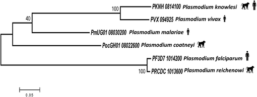 Phylogenetic relationship of PvHAP2 with its orthologs in Plasmodium knowlesi, Plasmodium malariae, Plasmodium coatneyi, Plasmodium falciparum and Plasmodium reichenowi. The silhouette figures of primate and humans indicates the host for each of the parasites.