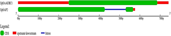 Gene structure schematic diagram for SpfrNPV AAUBC1 and AP2 polyhedrin genes. Exons were demonstrated by filled green boxes and untranslated region(UTR) was displayed red boxes, and introns represented by dark blue lines.