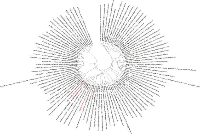 Phylogenetic analysis of the amino acid sequences of the NPV polyhedrin from different insect species (our accession is indicated in red color) in the context of various NPV Polyhedrin. The NPV polyhedrin was used to create a neighbor-joining tree, which was based on the nucleotide sequences of 102 different NPV isolates. Boots trap values were calculated with 1000 replications.