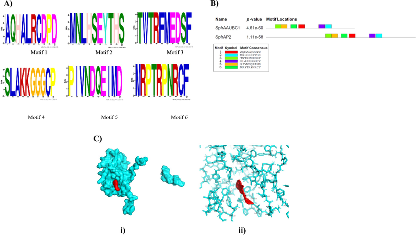 Motif and protein structural details of polyhedrin of SpfrNPV strain AAUBC and AP2 from S. frugiperda. 3A: Motifs identified in polyhedrin of SpfrNPV strain AAUBC and AP2 from S. frugiperda. Motifs were discovered by using MEME tool. Heights of the symbols within a stack indicate the relative frequency of the amino acids at that position. Parameters used for motif discovery were: minimum width = 6, maximum width = 10, maximum number of motifs to find = 6. 3B: Motif pattern identified in polyhedrin of SpfrNPV strain AAUBC and AP2. Color boxes in figures are motifs and the pattern of that motif is indicated in color coded box at bottom. Both the polyhedrin motif pattern are less than p- value 0.0001 and are statistically significant. Length of the bar of each of polyhedrin indicates length of CDS region used in drawing motifs. The overall height of a stack indicates the degree of sequence conservation at that position. 3C: Ligand (Chitinase in red) interaction with the binding pocket in protein (Polyhedrin of S. frugiperda NPV in blue). (I) Surface structure (II) Stick structure.