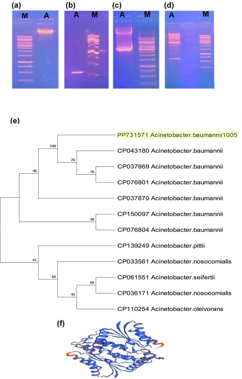 Molecular characterization of Azoreductase AZA gene: (a) Agarose gel electrophoresis of genomic DNA; “M” is the DNA marker, and lane A shows genomic DNA of A. baumannii 1005, (b) Lane A showing amplification of AZA Gene of A. baumannii 1005 and M DNA Marker, (c) Recombinant pTZ57R cloning vector (pTZ57R-AZA). Lane A shows a recombinant pTZ57R cloning vector (pTZ57R-AZA), (d) Double digestion of recombinant pTZ57R cloning vector (pTZ57R- AZA). Lana A showing restricted bands of recombinant pTZ57R cloning vector at 3000 bp and AZA gene band appeared at ∼ 600 bp, (d) AZA gene-based phylogenetic nucleotide tree of azoreductase gene present in A. baumannii 1005, (f) Three-dimensional globular structure of AZA protein of A. baumannii 1005.