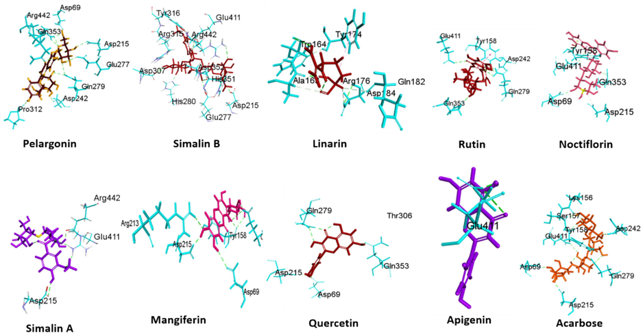 Three-dimensional representation depicting the selected docked complex with maltase-glucoamylase, an α-glucosidase enzyme.