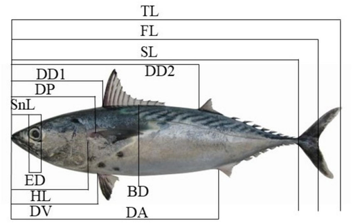 Morphometric measurements of Euthynnus affinis (Kawakawa). TL: total length, FL: fork length, SL: standard length, HL: head length, BD: body depth, ED: eye diameter, SnL: snout length, DP: distance of pectoral fin, DD1: distance of the first dorsal fin, DD2: distance of the second dorsal fin, DV: distance of ventral fin, DA: distance of anal fin.