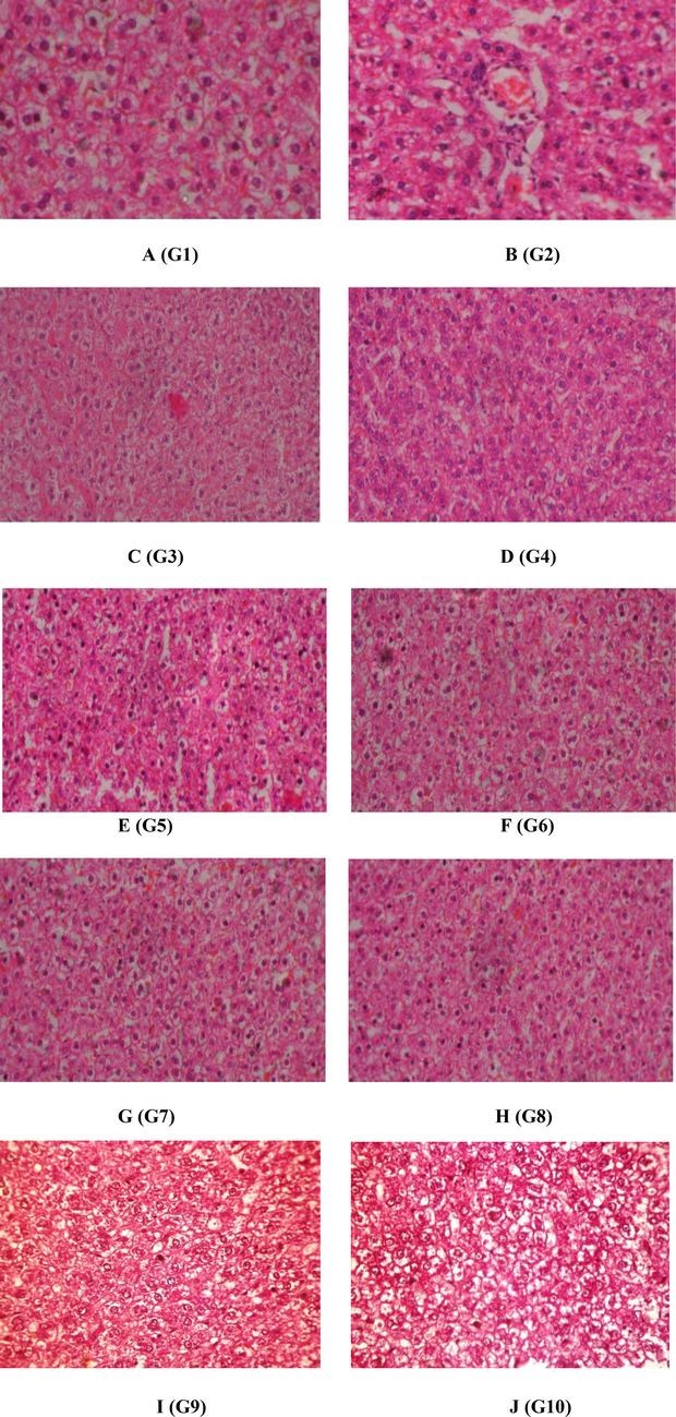 (A to J/G1 to G 10). The histopathological examination of liver of the control and experimental rats. 1A) Control (basal diet and saline water, G1-group 1), 1B) untreated- Isoniazid and rifampicin induced as negative control (G2), 1C) G2 administered with 100 mg/kg of leaf extract of P. pterocarpum (G3), 1D) G2 administered with 200 mg/kg of leaf extract of P. pterocarpum (G4), 1E) G2 administered with 400 mg/kg of leaf extract of P. pterocarpum (G5), 1F) G2 administered with 100 mg/kg of bark extract of P. pterocarpum (G6), 1G) G2 administered with 200 mg/kg of bark extract of P. pterocarpum (G7), 1H) G2 administered with 400 mg/kg of bark extract of P. pterocarpum (G8), 1I)25 mg/kg of silymarin (G9) and 1 J) G2 administered with both leaf and bark extract (G10).