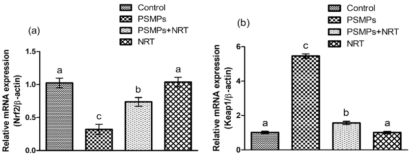 Displays the impact of NRT & PSMPs a) Nrf-2, b) Keap-1 expression in 4 different groups. Dissimilar superscripts on bars exhibit substantial difference.