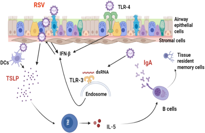 Role of TSLP during RSV- infected epithelial cells and enhanced production of IgA antibody. Upon RSV infection, innate immune sensors expressed on the airway epithelial cells and endoplasmic reticulum, such as TLR-3 and TLR-4, can identify RSV through viral nucleic acids and the RSV-F surface protein, respectively. This recognition leads to the releasing of Interferon beta (IFN-β), which clears the virus and stimulates the antiviral process in nearby cells. Furthermore, RSV-infected airway epithelial cells trigger the expression of TSLP, which can activate dendritic cells and enhance antigenic viral peptide presentation to Th2 cells and enhanced production of IL-5 cytokine, which plays an essential role in activating antibody class switching to IgA in the lungs and increasing protective immunity against RSV. Therefore, TSLP cytokine may serve as an effective vaccine adjuvant when combined with RSV-F protein, as it can promote IgA class switching, stimulate antibody production in mucosal tissues, and generate long-lasting tissue resident memory B cells.