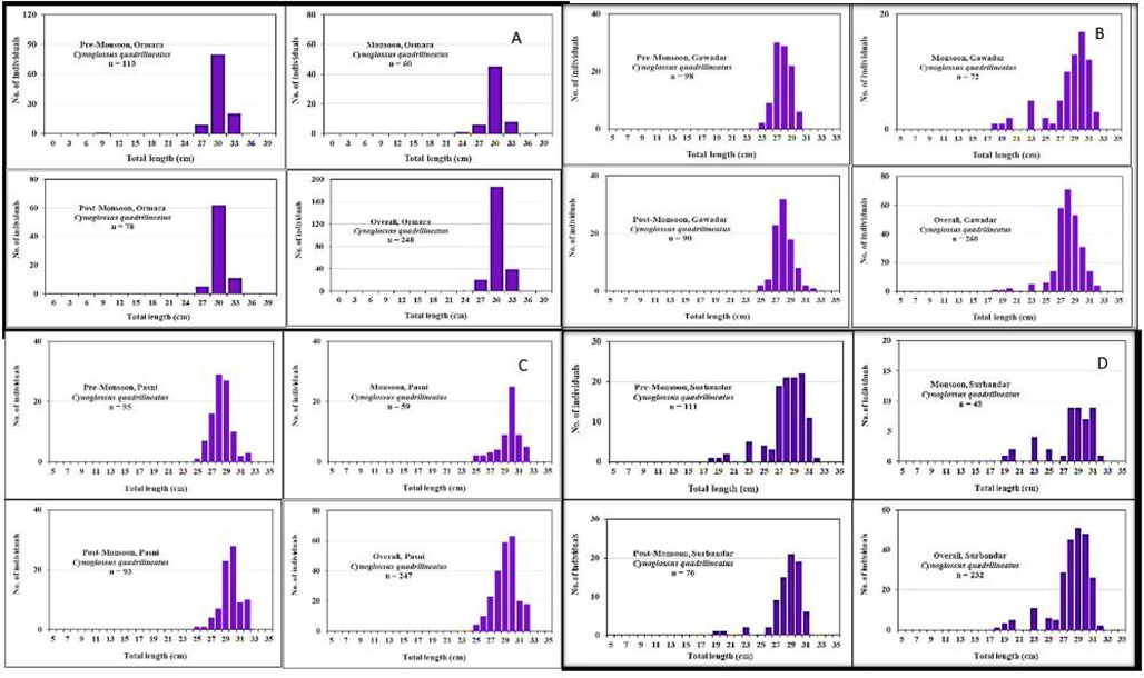 Shows Length frequency distribution data of Cynoglossus quadrilineatus were collected in three seasons from Ormara (A), Gwadar (B), Pasni (C) and Surbandar (D) sites of Makran coast.