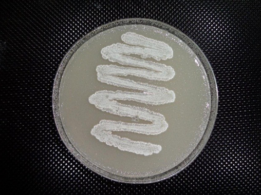 Vertical view of a Streptomyces isolate S295 on starch nitrate agar.