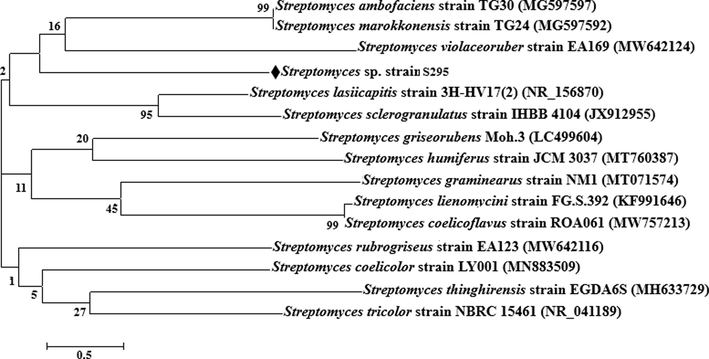 Phylogenetic tree of Streptomyces isolate S295.