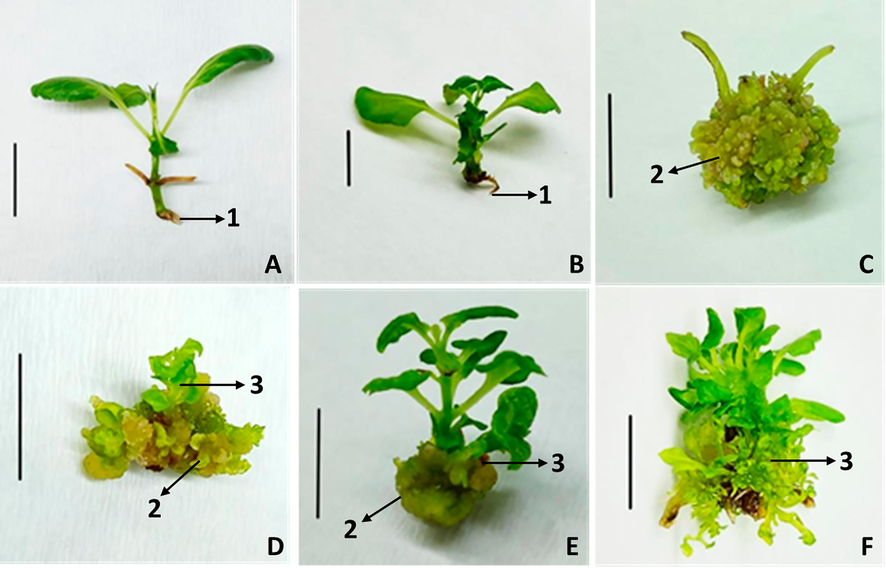 Effect of combined BAP and NAA on organogenesis and callogenesis after 50 days of incoulation. A: S1A1; B: S1A2; C: S3A3; D: S2A1; E: S3A2; F: S1A3. 1: root; 2: callus; 3: adventitious shoots. (Scale bar = 1 cm). Abbreviations: BAP, 6-benzyl amino purine; NAA, naphtaleneacetic acid; S1A1 (control), 0 μM of BAP and 0 μM of NAA; S1A2, 0 μM of BAP and 0.25 μM of NAA; S3A3, 2.5 μM of BAP and 0.5 μM of NAA; S2A1, 1.25 μM of BAP and 0 μM of NAA; S3A2, 2.5 μM of BAP and 0.25 μM of NAA; S1A3, 0 μM of BAP and 0.5 μM of NAA.