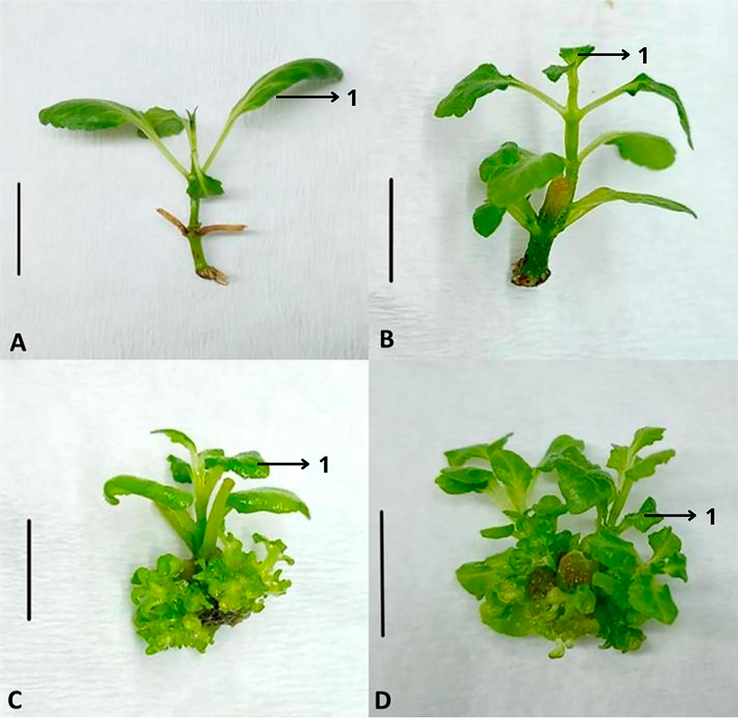 Effect of combined BAP and NAA on leaf formation after 50 days of incoulation. A: S1A1 (control); B: S1A2; C: S2A2; D: S3A2. 1: leaf. (Scale bar = 1 cm). Abbreviations: BAP, 6-benzyl amino purine; NAA, naphtaleneacetic acid; S1A1 (control), 0 μM of BAP and 0 μM of NAA; S1A2, 0 μM of BAP and 0.25 μM of NAA; S2A2, 1.25 μM of BAP and 0.25 μM of NAA, S3A2, 2.5 μM of BAP and 0.25 μM of NAA.