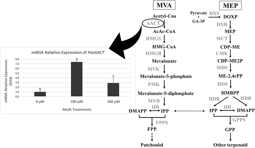 The PatAACT gene expression of Pogostemon cablin after short-term treatment using methyl jasmonate (MeJA) and Biosynthetic pathway of patchoulol (adapted from Tang et al., 2019). Abbreviations: MVA, mevalonate; MEP, methylerythritol-4-phosphate; AACT, acetoacetyl-CoA thiolase; HMGS, 3-hydroxy-3-methylglutaryl-CoA synthase; HMGR, 3-hydroxy-3-methylglutaryl-CoA reductase; MVK, mevalonate kinase; PMK, 5-phosphomevalonate kinase; MVD, 5-diphosphomevalonate decarboxylase; IDI, isopentenyl diphosphate-dimethylallyl diphosphate isomerase; FPPS, farnesyl diphosphate synthase; DXS, 1-deoxy-D-xylulose-5-phosphate synthase; DXR, 1-deoxy- D-xylulose-5-phosphate reductoisomerase; MCT, 2-C-methyl- D-erythritol-4-phosphate cytidyl transferase; CMK, 4-(cytidine 50 −diphospho)-2-C-methyl-D −erythritol kinase; MDS, 2-C-methyl-D −erythritol-2,4-cyclodiphosphate synthase; HDS, −hydroxy-2-methyl-2-(E)-butenyl-4-diphosphate synthase; HDR, −hydroxy-2-methyl-2-(E)-butenyl-4-diphosphate reductase; GPPS, geranyl diphosphate synthase.