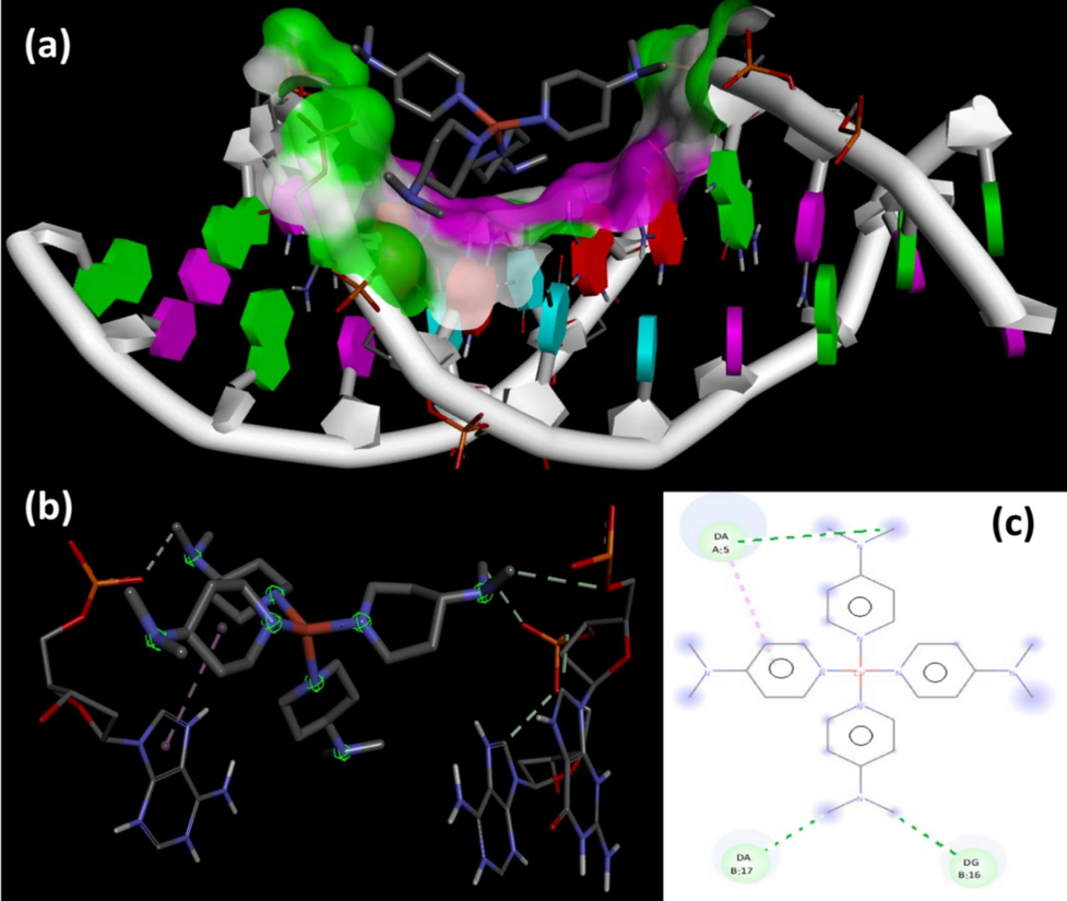 1BNA DNA docking, (a) Major groove, (b) cisplatin mode, and (c) 2D-H-bonds interactions.