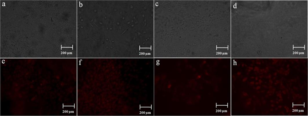 Phase contrast microscopy images of (a-d) CCS, CCS-SeNPs, CCS-SA-SeNPs and CCS-PET scaffolds with C2C12 cells at 5th day; (e-h) PI stained with DNA condensation observed by CCS, CCS-SeNPs, CCS-SA-SeNPs and CCS-PET scaffolds with C2C12 cells on the 5th day.