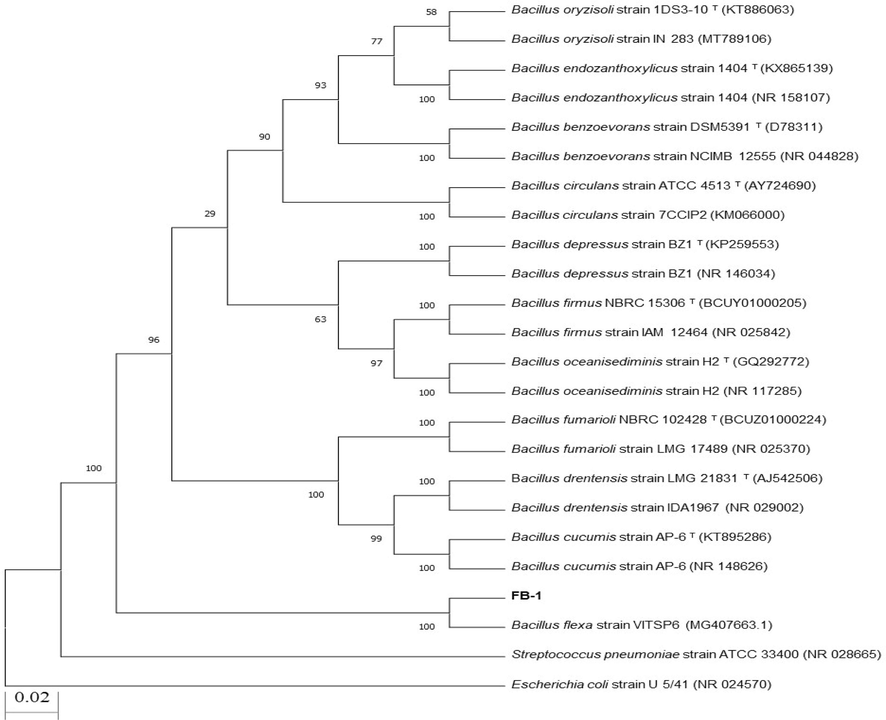 Neighbor joining phylogenetic tree of Bacillus spp. Strain FB-1.