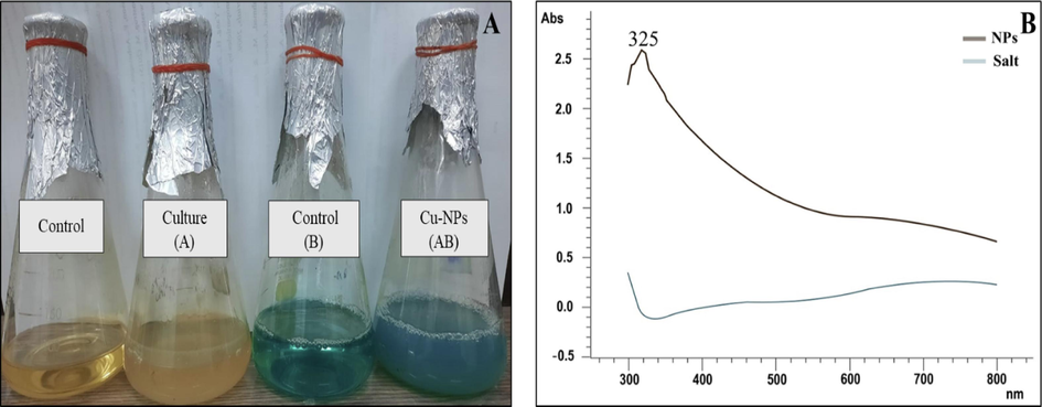 (A) Confirmation of biosynthesized copper nanoparticles by changing in color and (B) UV–vis spectroscopy. The brown line in UV–Vis spectrum confirmed the synthesis by showing an absorption peak at 325 nm while the blue line indicates the control. (For interpretation of the references to color in this figure legend, the reader is referred to the web version of this article.)