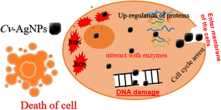 Presents a schematic depiction outlining the proposed mechanism of action of Cv-AgNPs on cancer cells.