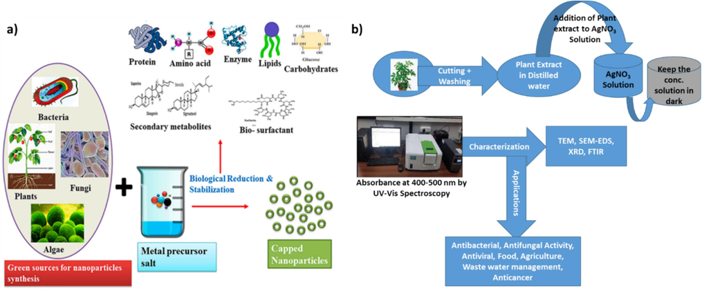 a) Schematic representation of biosynthesis of nanoparticles and capping by various molecules (reproduced from (Sidhu et al., 2022) after permission. © American Chemical Society); b) Illustration of green synthesis of AgNPs from plants (Zafar et al., 2019).