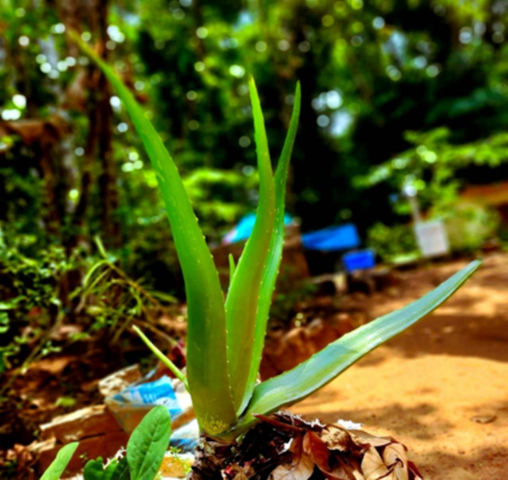 Aloe barbadensis miller (Aloe vera) leaves.