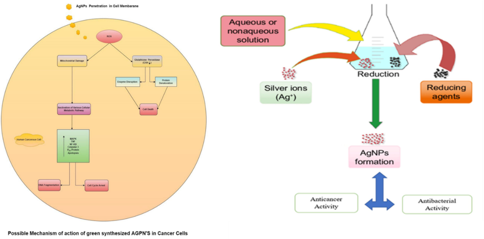 Possible mechanism of action of AgNPs in cancer cells (Creative Commons CC-BY license (Khan et al., 2018), © by Shahid Ullah Khan et. al, Dove press, UK).