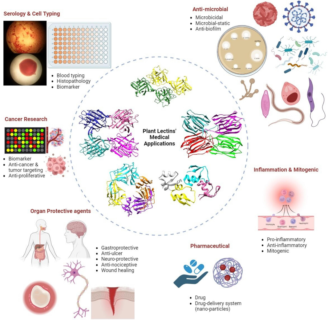 Potential applications of plant lectins in medical and pharmaceutical fields.