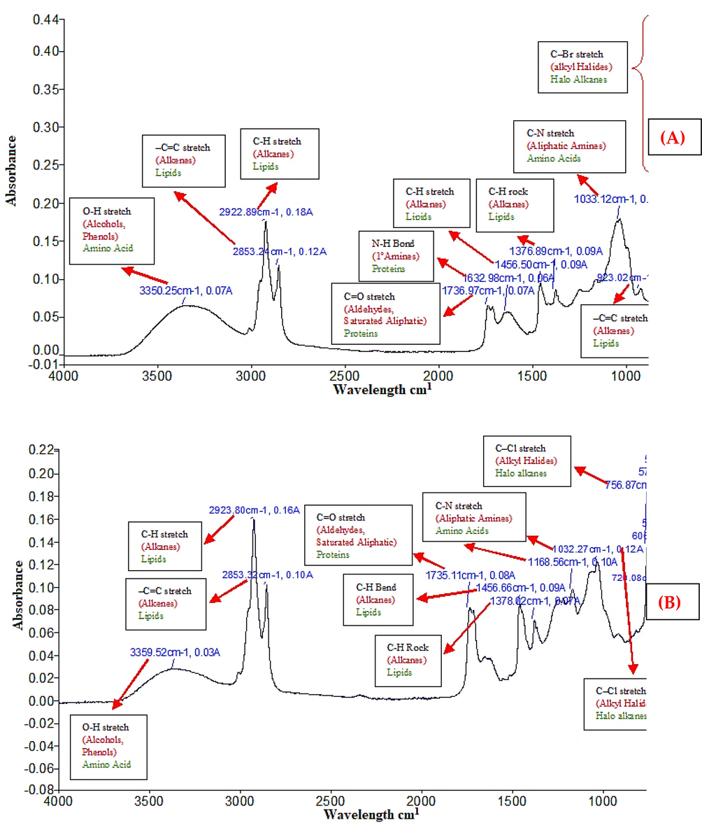 FTIR study of S. glauca (SGM) methanol extract and S. glauca (SGC) chloroform extract.