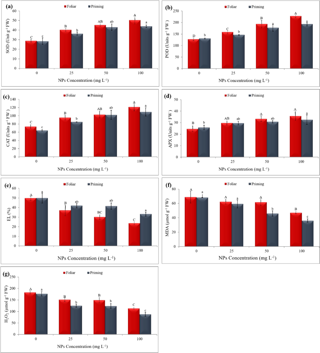 Shows effects on maize oxidative stress and enzyme activities parameters included (a) SOD, (b) POD, (c) CAT, (d) APX, (e) EL, (f) MDA, and (g) H2O2. Statistically significant differences among concentration levels are represented by different letters on the bars.