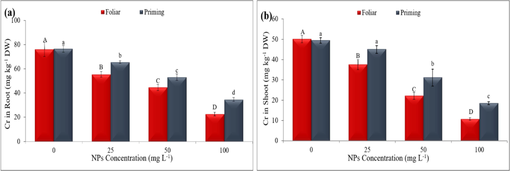 The effects of synthesized CeO2 NPs on maize chromium stress included (a) chromium in roots, (b) chromium in shoots. The CeO2 is applied by foliar and seed priming and variations among levels are shown by various letters indicated on bars.