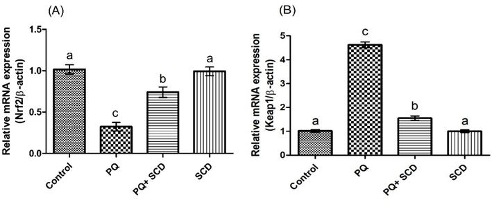 Protective effect of SCD on A) Nrf-2 and B) Keap-1 expression. Bars are shown on the basis of mean ± SEM. Different superscripts on bars presenting significant variation.