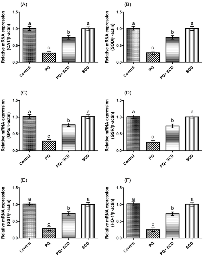 Protective effect of SCD on A) CAT, B) SOD, C) GPX, D) GSR, E) GST and F) HO-1 expression. Bars are shown on the basis of mean ± SEM. Different superscripts on bars presenting significant variation.