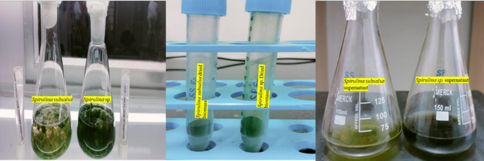 Experimental setup and biomass production of Ssp and Ss extracts.