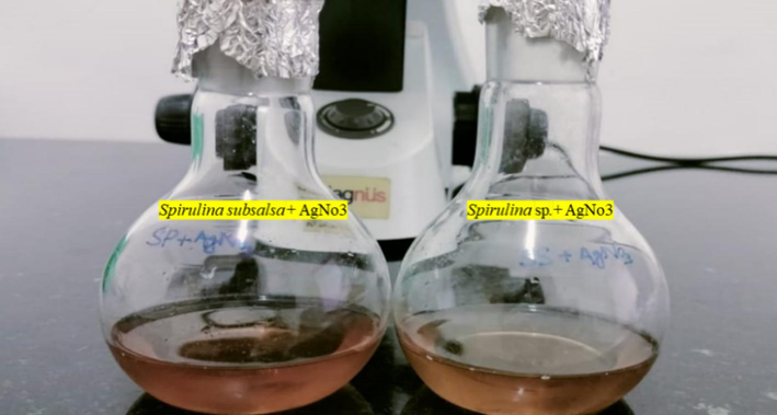 Formation of color changed after the biosynthesis of Ss-AgNPs and Ssp-AgNPs.