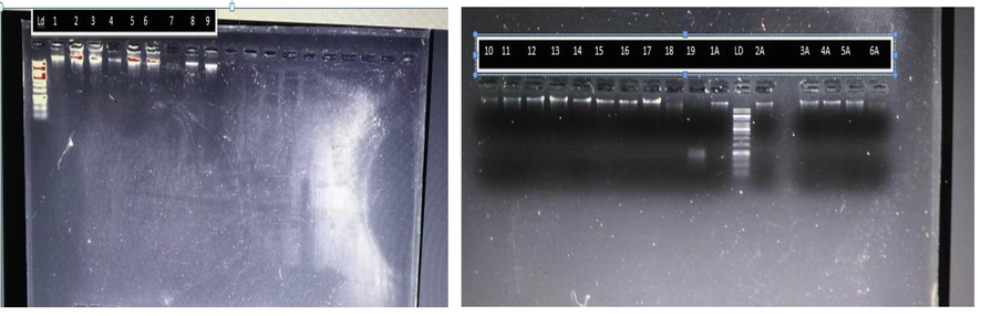 Molecular identification of X. citri using PCR technology.