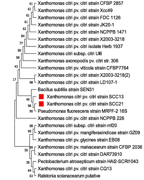 Dendrogram representing genetic relationships between isolated Scc13 and Scc21 with the strains of X. citri pv. Citri.