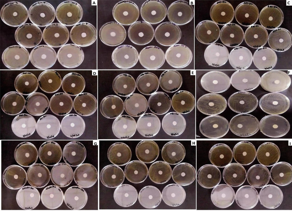 Pictorial view of inhibition zones formed by the antibiotics (a) Amoxicillin, (b) Kanamycin, (c) Erythromycin, (d) Azithromycin, (e) Vibramycin, (f) Ampicillin, (g) Clindamycin, (h) Streptomycin and (i) Clarithromycin with control in-vitro application for the management of X. citri pv citri.