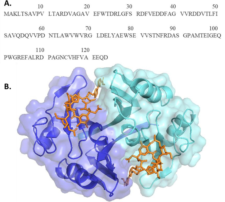 (A) Sequence of Zeocin binding protein (ZBP) of Streptoalloteichus hindustanus. Sh bleomycin gene encodes 124 amino acids long protein product. (B) Symmetry-related homodimeric crystal structure of ZBP (PDB ID: 1XRK), shown in cyan and blue. Zeocin binding in a long crevice at the dimer interface. (For interpretation of the references to colour in this figure legend, the reader is referred to the web version of this article.)