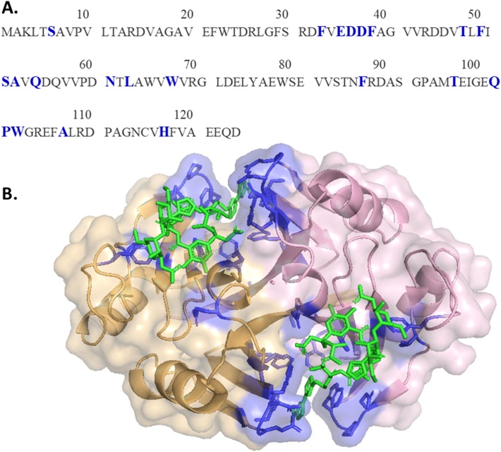 (A) Binding pocket residues were highlighted in blue on the ZBP sequence. (B) Binding pocket residues were shown in blue on the ZBP structure. Each binding pocket consists of 21 residues of both subunits. The Zeocin molecule was shown in green. (For interpretation of the references to colour in this figure legend, the reader is referred to the web version of this article.)