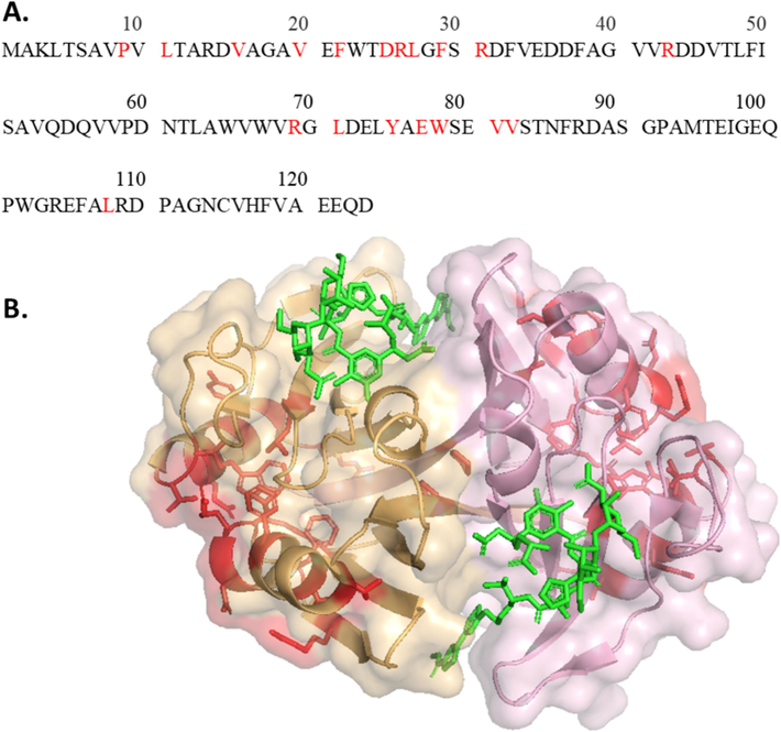 (A) Mutation sites highlighted in red on the ZBP sequence (B) Mutation sites selected away from binding site residues shown on ZBP structure in red. Mutation site residues neither interact with Zeocin nor with the binding site residues. (For interpretation of the references to colour in this figure legend, the reader is referred to the web version of this article.)