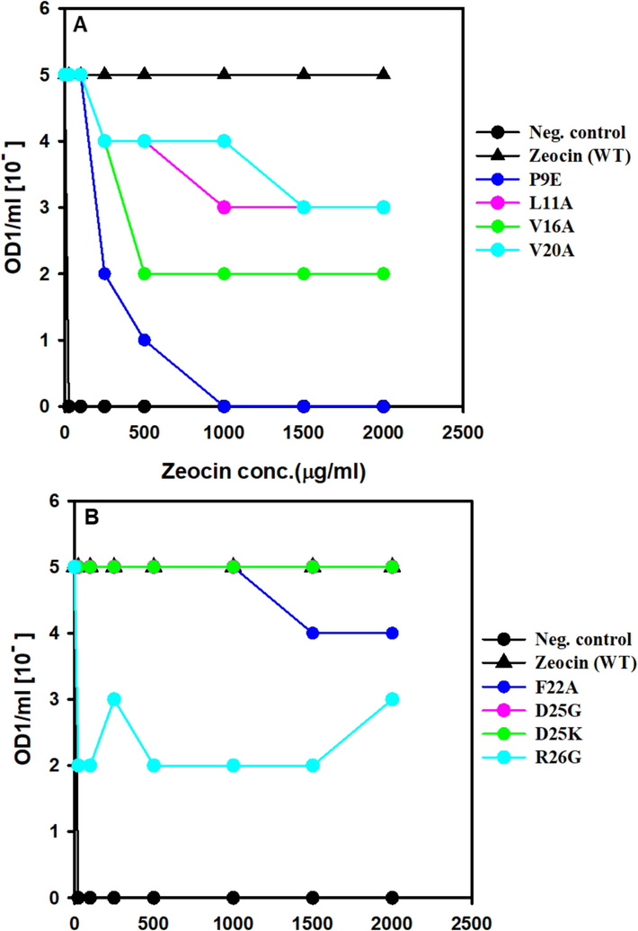 Screening of ZBP variants for MIC. E. coli expressing ZBP variations that were cultivated overnight were adjusted to a concentration of OD1/ml. Cultures were diluted in a series from 10 to 0 to 10 − 5 and then applied as spots on Lennox agar plates that contained varying doses of zeocin. Following an incubation period of 24 h at 37 °C, the presence or absence of growth for each dilution at various zeocin concentrations was recorded and utilized to determine the minimum inhibitory concentration (MIC) values.