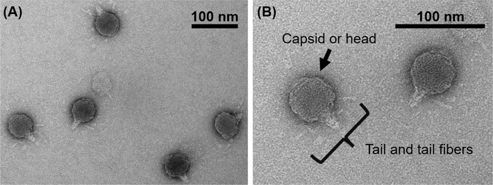 TEM micrographs of the RSJ2 phage. The scale bars in (A) and (B) are 100 nm. Tail and tail fibers of the RSJ2 phage were observed (B).