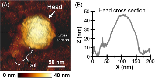 AFM micrograph and cross-section of the RSJ2 phage particle. (A) AFM micrograph of an RSJ2 phage particle in SM buffer. The underneath color gradient scale bar indicates the height (Z direction). The white scale bar (50 nm) indicated the lateral dimensions (X and Y directions). (B) The capsid diameter was extracted from the particle’s cross-section line profile (middle white dashed line in (A)).